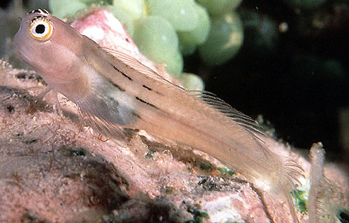 Ecsenius aequalis